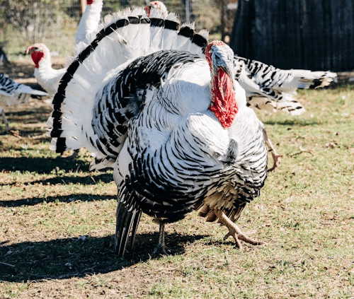 Turkey Handout App