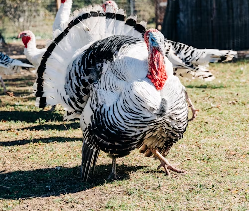 Turkey Handout Application